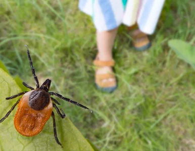 Miniatura: Wylęgarnia kleszczy w domu? Sprawdź gdzie...