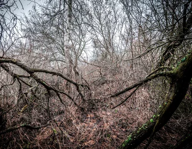 Miniatura: Mrożące krew w żyłach odkrycie w...