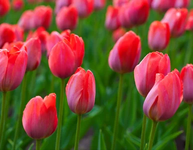 Miniatura: Po przekwitnięciu nie ruszaj tulipanów!...