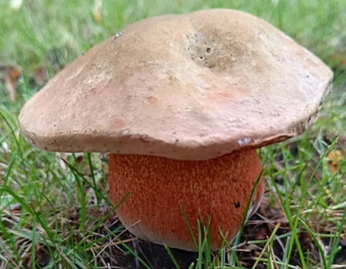 Miniatura: Szukali grzybów w wielkopolskich lasach....