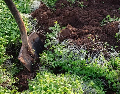 Miniatura: Gleba po sezonie jest wyjałowiona? Wysiej...