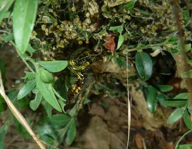 Miniatura: Ćma bukszpanowa zgładzona w dobę....