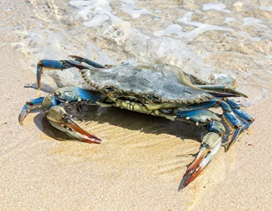 Miniatura: Groźny krab na plażach znanej wyspy....