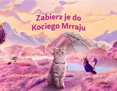 Miniatura: 9 na 10 opiekunów kotów w Polsce uważa, że...