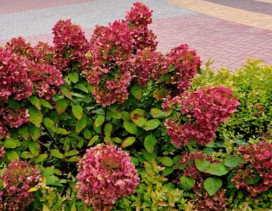 Miniatura: Co robić, a czego nie robić jesienią przy...