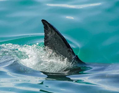 Miniatura: Rekin zaatakował na turystycznej wyspie....