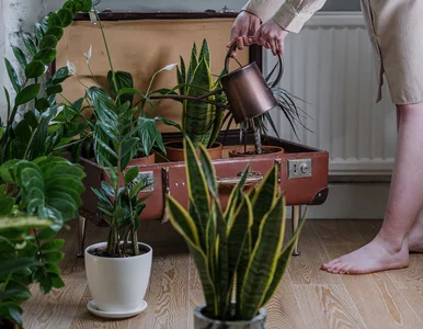 Miniatura: Ciemny salon? Te rośliny doniczkowe...