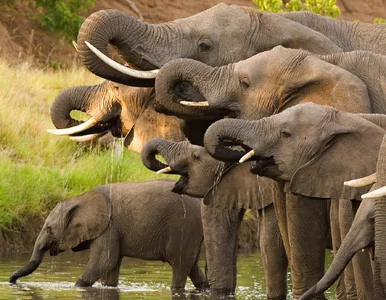 Miniatura: Europejski kraj otworzy wyjątkowe miejsce....