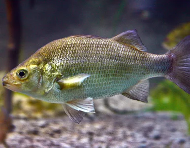 Miniatura: Ustanowił nowy wędkarski rekord. Pobił...