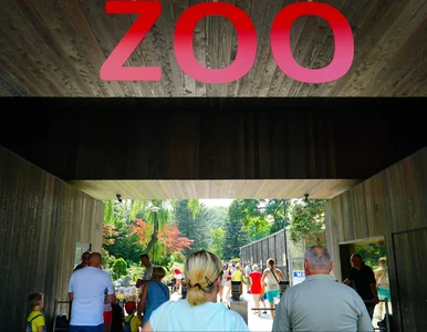 Miniatura: Polskie zoo ma wyjątkową atrakcję....