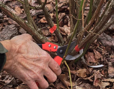 Miniatura: Zrób to z borówką zimą. Latem krzewy ugną...