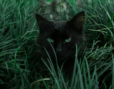 Miniatura: Te rośliny są trujące dla kotów. Lekarka...