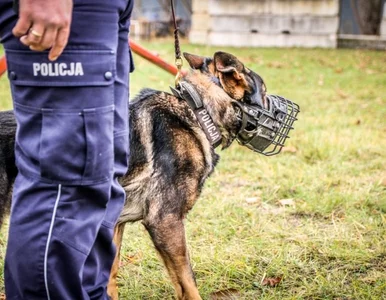 Miniatura: Skandal w poznańskiej policji. Tragiczny w...
