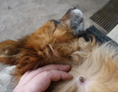 Miniatura: Idziesz z psem do lasu lub parku? Uważaj...