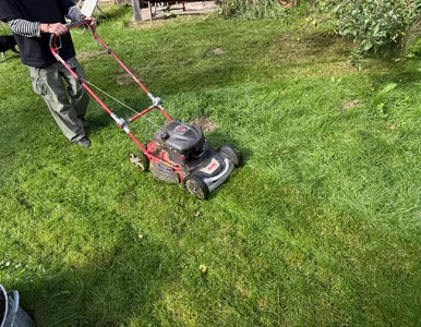 Miniatura: Ostatnie koszenie trawy to klucz do...