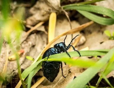 Miniatura: Czarne „czołgi” w ogrodach. Oto tajemniczy...