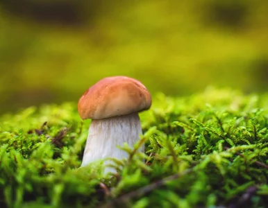 Miniatura: Rekordowy prawdziwek wbija w fotel. Ten...