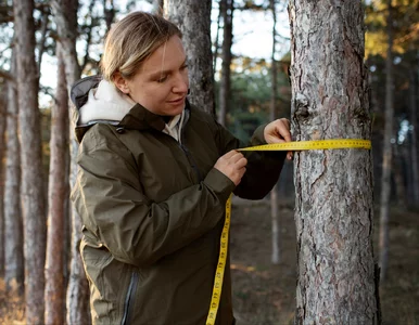 Miniatura: Wycinka drzew na własnej działce – nowe...