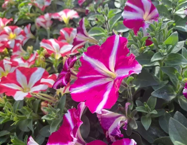 Miniatura: Zalej przyprawę do zupy wodą, zagotuj,...