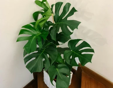 Miniatura: Wsyp jedną łyżeczkę, a monstera...