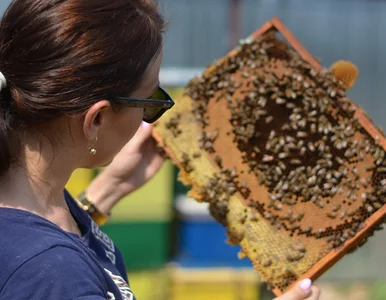 Miniatura: Naturalny sposób na pszczoły stolarskie....