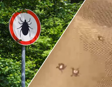 Miniatura: Nadleśnictwo opublikowało mrożący krew w...