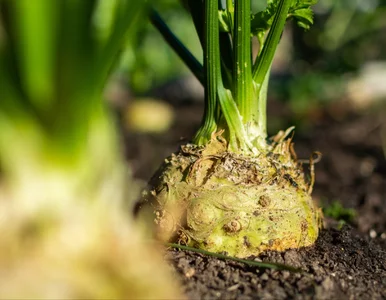 Miniatura: Posiej to obok selera. Różnicę zobaczysz...