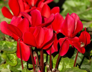 Miniatura: Zgnieć, zalej i odczekaj 2 godziny....