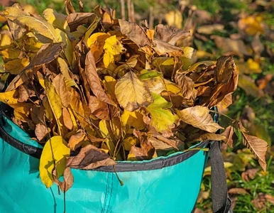 Miniatura: Wrzuciłeś do kompostu – uważaj. Niektóre...