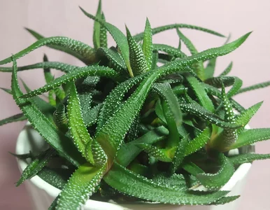 Miniatura: Zapominasz o podlewaniu kwiatków? Tych 7...