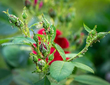 Miniatura: Mszyce ruszyły po zimie. Ten prosty oprysk...
