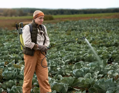 Miniatura: Jesień w ogrodzie – nie pryskaj na mokre...