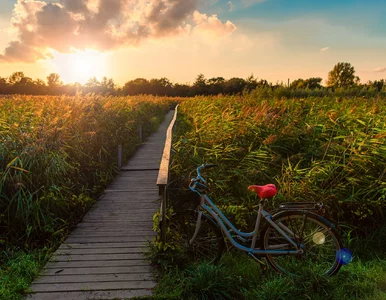 Miniatura: Fioletowe pola, jezioro i przysmaki. Nowa...