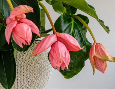 Miniatura: Zapomnij o storczykach. W tym sezonie to...