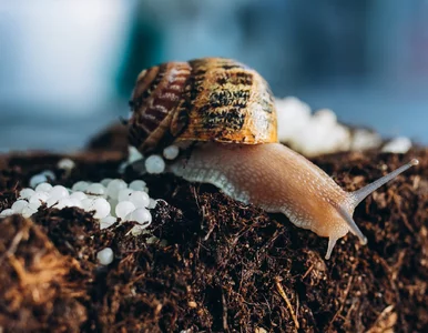 Miniatura: Eksperci ostrzegają: jesienią ślimaki...