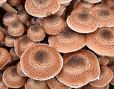 Miniatura: Grzyb gigant z Polski. Jego masa szacowana...