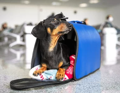 Miniatura: Wyrobienie paszportu dla psa. W trakcie...