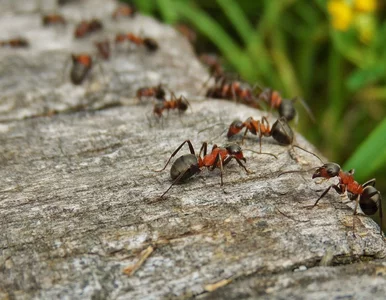 Miniatura: Z ogrodem pełnym mrówek poradziłam sobie...