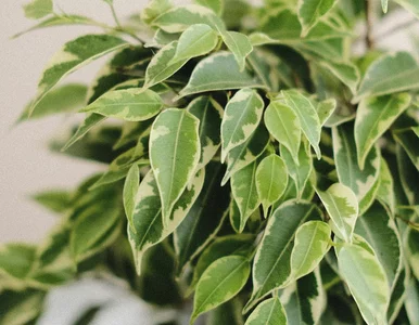 Miniatura: Jesień w domu i figowiec traci liście? Oto...