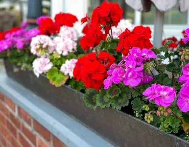 Miniatura: Pelargonie kuszą już w sklepach. Wystawić...