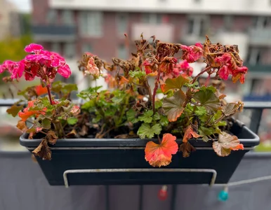 Miniatura: Włóż pelargonie do papierowej torebki i...