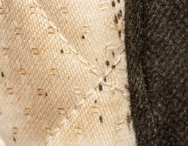 Miniatura: Plaga pluskiew w jednym z bloków w...
