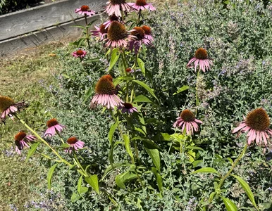 Miniatura: Nie odkładaj sekatora. Jeden prosty zabieg...