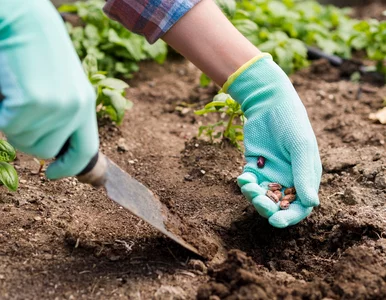 Miniatura: Wysiej w lipcu – jesienią zbierzesz...