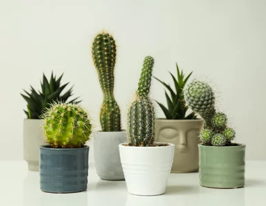 Miniatura: Kaktus czy sukulent? Różnica, którą zna 1%...