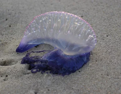 Miniatura: Niebieskie stworzenia wywołały alarm w...