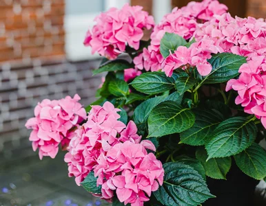 Miniatura: Łyżka na litr wody. To wystarczy, by...