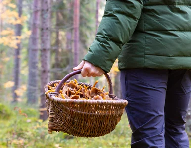 Miniatura: Nie każdy Polak zbiera grzyby. Tego boimy...