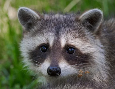 Miniatura: Zające, lisy i szopy niszczą Twój ogród?...