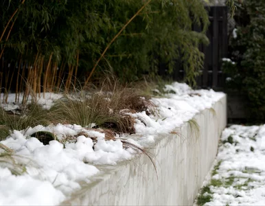 Miniatura: Luty w ogrodzie? Ten jeden miesiąc...